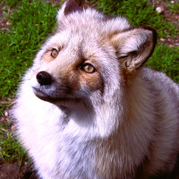 Image by Christine Visconti - LI Game Farm