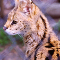 Image by Christine Visconti - LI Game Farm