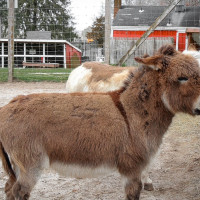 Image by Heather Pepino - LI Game Farm
