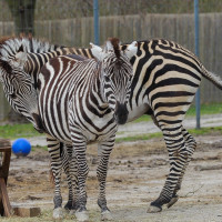 Image by Heather Pepino - LI Game Farm