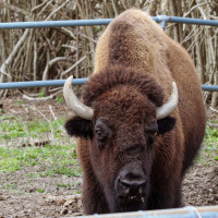 Image by Heather Pepino - LI Game Farm