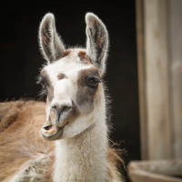 Image by Heather Pepino - LI Game Farm