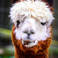 Image by Heather Pepino - LI Game Farm