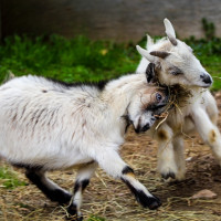 Image by Heather Pepino - LI Game Farm