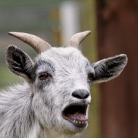 Image by Heather Pepino - LI Game Farm