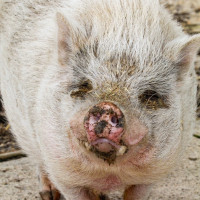 Image by Heather Pepino - LI Game Farm