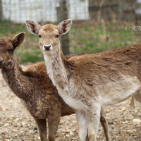 Image by Heather Pepino - LI Game Farm