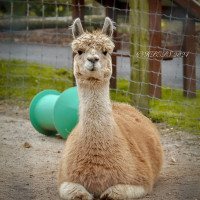 Image by Heather Pepino - LI Game Farm