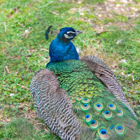 Image by Jessica Lempin - LI Game Farm