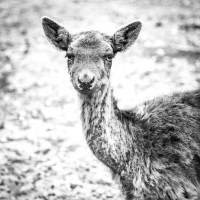 Image by Jessica Lempin - LI Game Farm