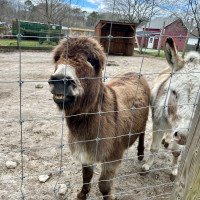 Image by Jessica Lempin - LI Game Farm