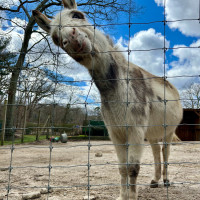 Image by Jessica Lempin - LI Game Farm