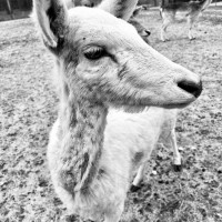 Image by Jessica Lempin - LI Game Farm