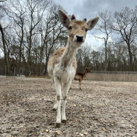 Image by Jessica Lempin - LI Game Farm