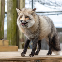 Image by Jessica Lempin - LI Game Farm