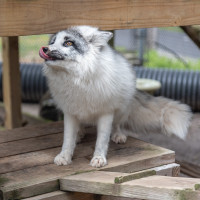 Image by Jessica Lempin - LI Game Farm