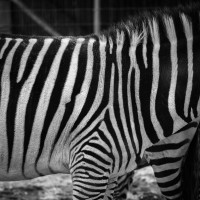 Image by Jessica Lempin - LI Game Farm
