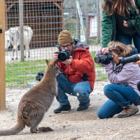 Image by Jessica Lempin - LI Game Farm