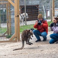 Image by Jessica Lempin - LI Game Farm