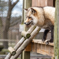 Image by Jessica Lempin - LI Game Farm