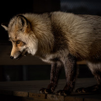 Image by Michael OConnor - LI Game Farm