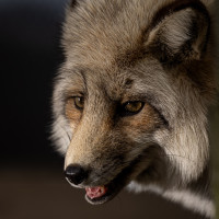 Image by Michael OConnor - LI Game Farm