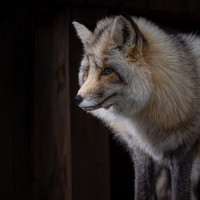 Image by Michael OConnor - LI Game Farm