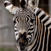 Image by Michael OConnor - LI Game Farm
