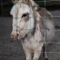 Image by Michael OConnor - LI Game Farm