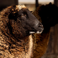 Image by Michael OConnor - LI Game Farm