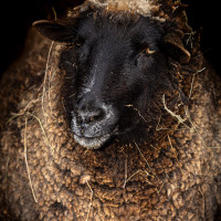 Image by Michael OConnor - LI Game Farm
