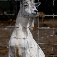 Image by Michael OConnor - LI Game Farm
