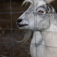Image by Michael OConnor - LI Game Farm