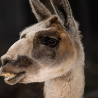 Image by Michael OConnor - LI Game Farm