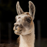 Image by Michael OConnor - LI Game Farm