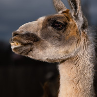 Image by Michael OConnor - LI Game Farm