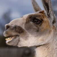 Image by Michael OConnor - LI Game Farm