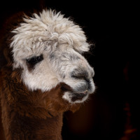 Image by Michael OConnor - LI Game Farm