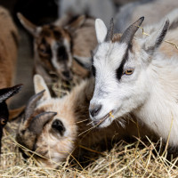 Image by Michael OConnor - LI Game Farm