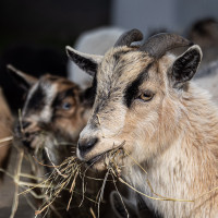 Image by Michael OConnor - LI Game Farm