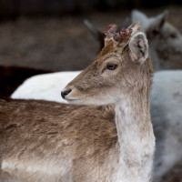 Image by Michael OConnor - LI Game Farm