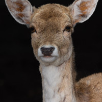 Image by Michael OConnor - LI Game Farm